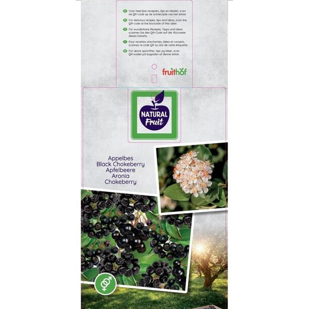 Svartaronia – Aronia melanocarpa - C5 50-60 CM